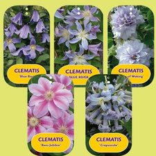 Clematis besondere Sorten